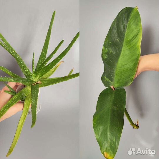 Комнатные растения