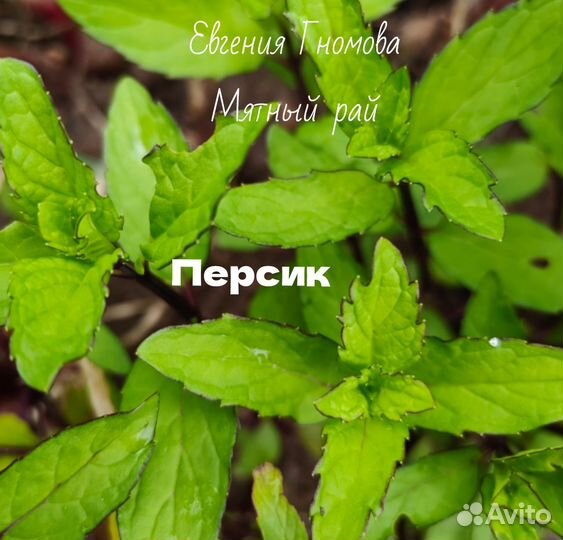 Мята сортовая 70 сортов