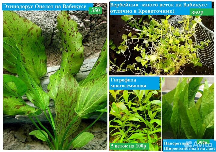 Аквариумные растения Мох-Мхи Нимфея Доставка 99р