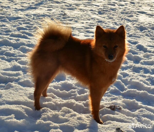 Охотничьи собаки щенки