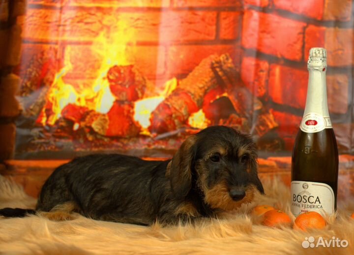 Жесткошерстная такса стандартная