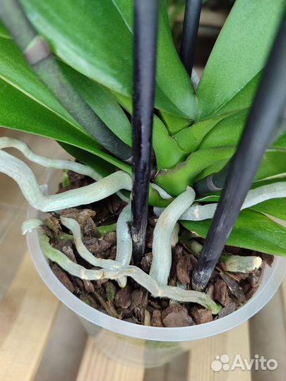 Орхидея фаленопсис Осенний ветер