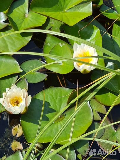 Нимфеи для пруда,белая
