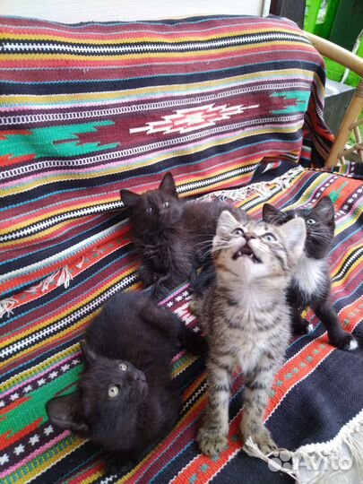 Кошки в добрые руки бесплатно