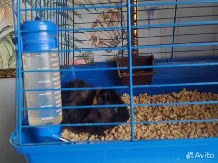 Отдам в добрые руки