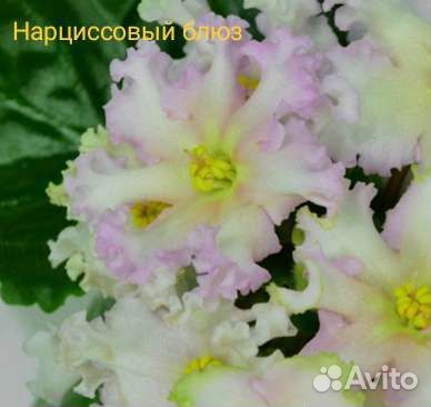 Сортовые фиалки. Цветущие. Стартеры, детки