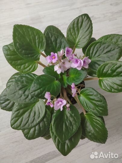 Фиалки и синнингия