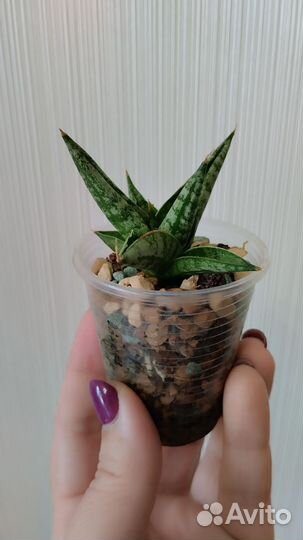 Сансевиерия Rocky Crown (Каменная Корона)