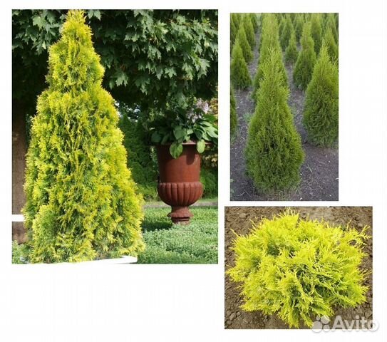 Туя западная Европа Голд, Ауреа, Голден Глоб купить в Старом Осколе ...