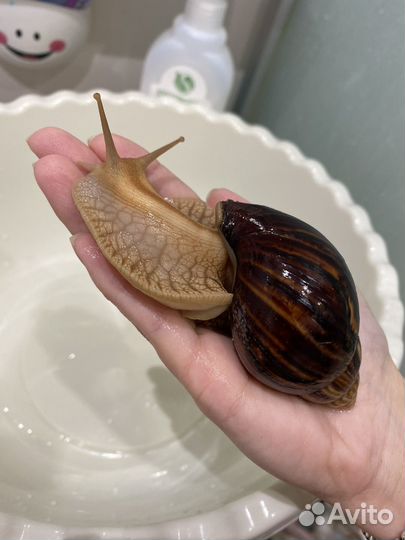 Улитка ахатина