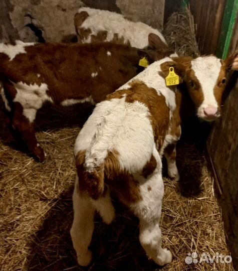 Бычки на откорм