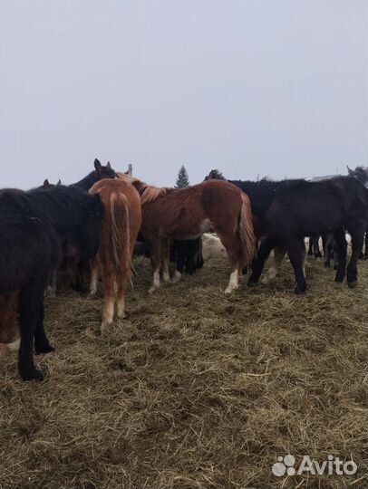 Жеребята полутяж