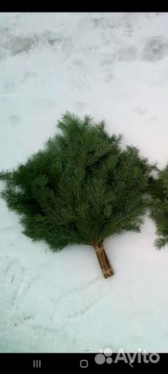 Веники хвойные