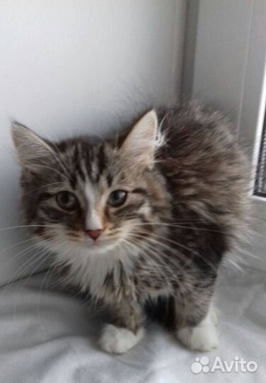 Котенок девочка