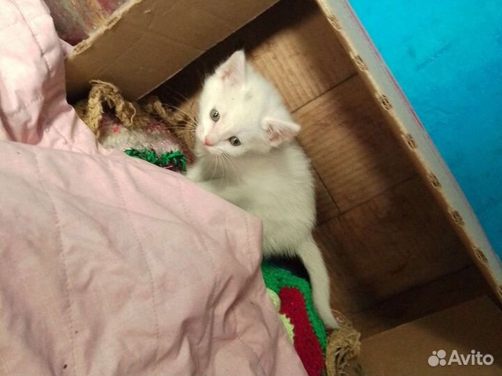 Котята:мальчик и девочка