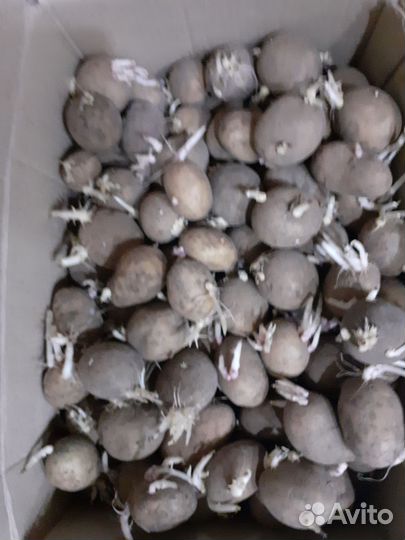 Картошка на посадку