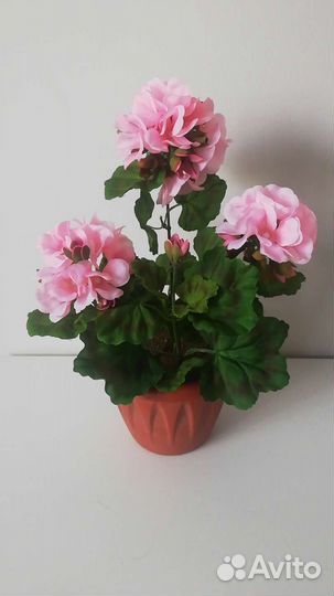 Герань (пеларгония)