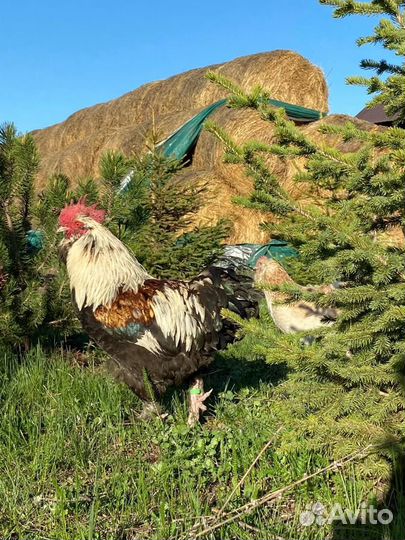 Инкубационное яйцо породистых кур