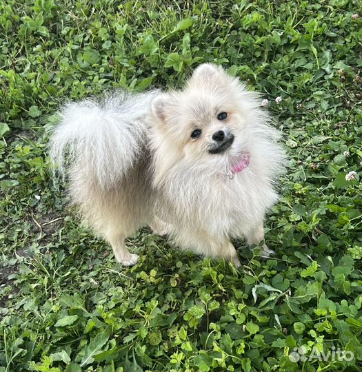 Померанский шпиц девочка
