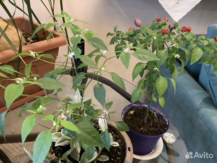 Декоративнй комнатный перчик