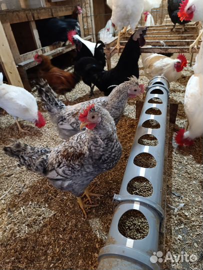 Петухи молодые