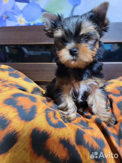 Йоркширский терьер