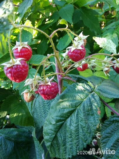 Время рассаживать клубнику