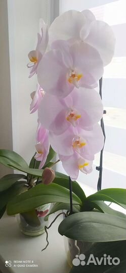 Орхидея фаленопсис
