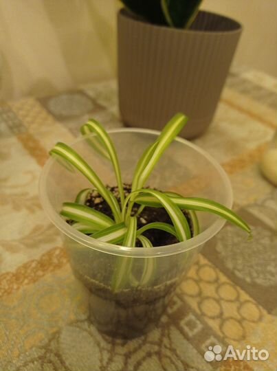 Хлорофитум хохлатый, бонни