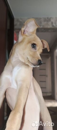 Той-терьер щенки