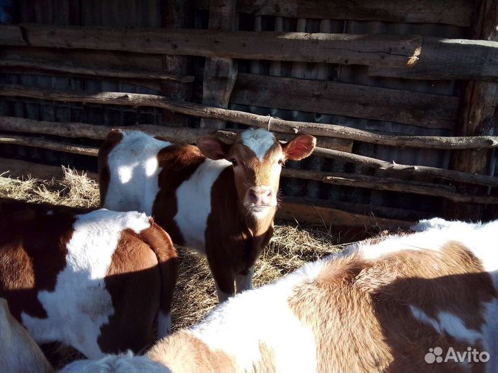 Телята, бычки, коровы