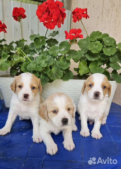 Собаки щенки