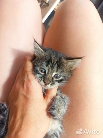 Голубоглазые котята в дар(зеленоглазые, разногла