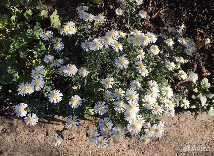 Астра (сентябринки многолетние)