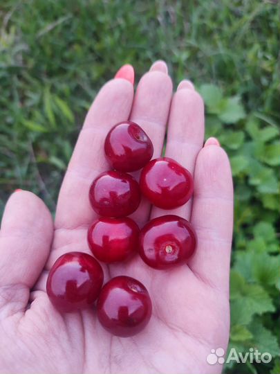 Вишня ягода свежая