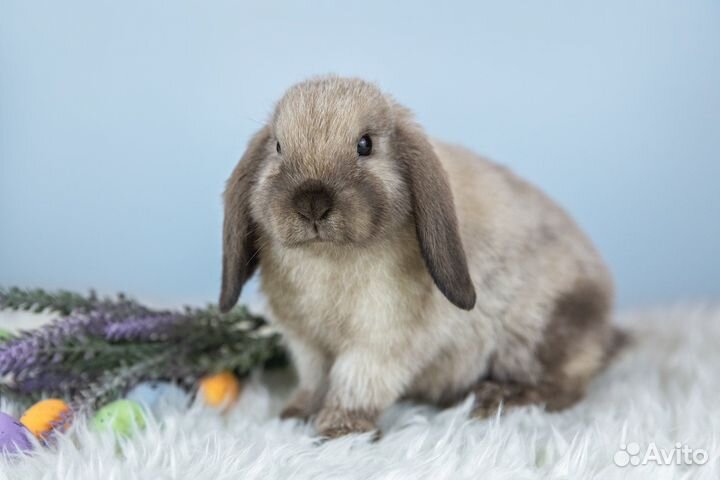 Карликовый вислоухий кролик