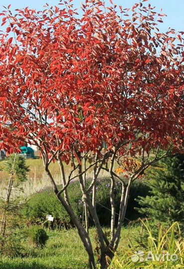 Клен гиннала