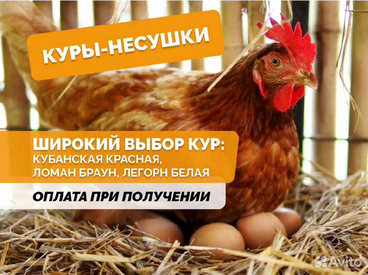 Куры несушки Кубанские красные