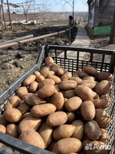 Картофель семенной для посадки