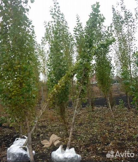 Тополь пирамидальный