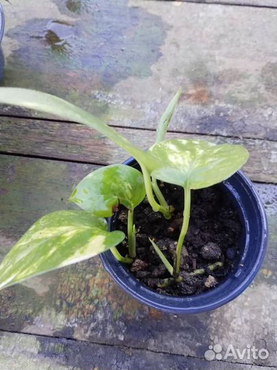 Сциндапсус или эпипремнум