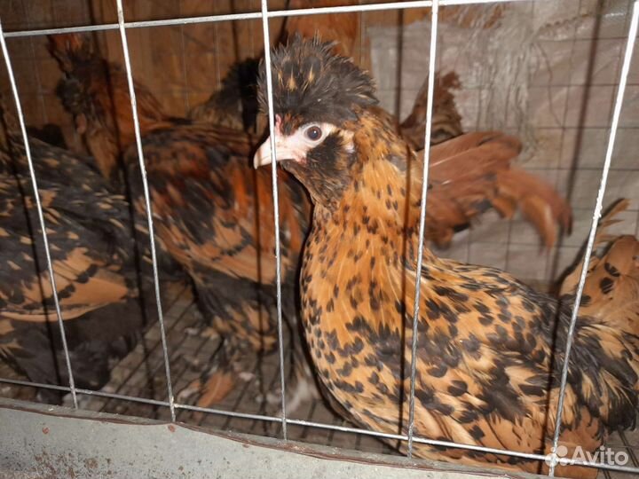 Амераукан петушки