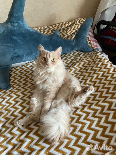 Кот Сибирский метис