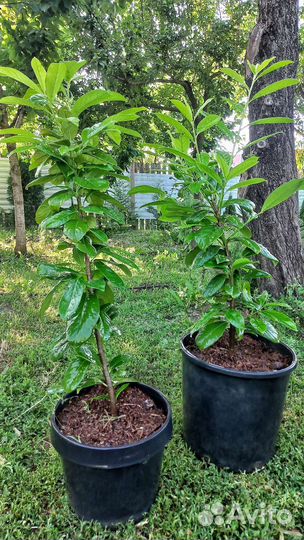 Лавровишня