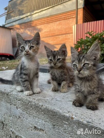 Котята в добрые руки
