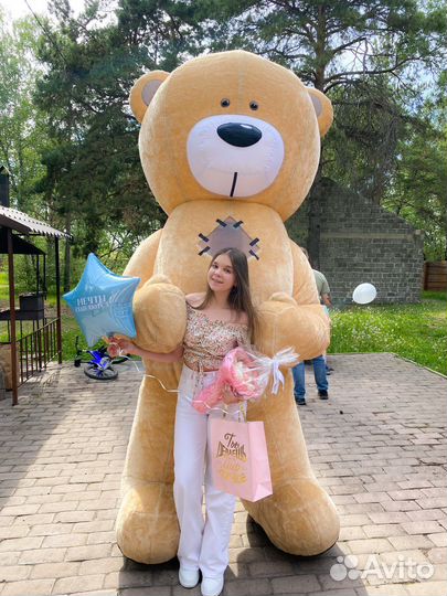 Живая открытка поздравление от мишки Тедди