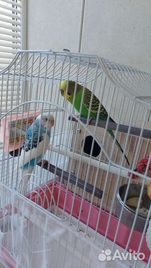 Попугайчики красивые и шустрые