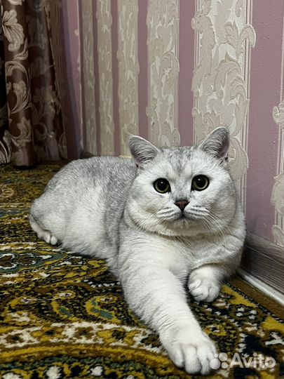 Шотладский кот вязка