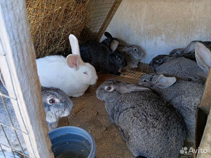 Белый паннон