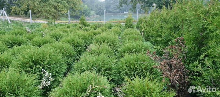 Туя Вудвари